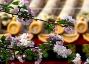 开云体育官网app-关于广东深圳主场战平北京故宫，保持不败的信息